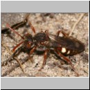 Nomada alboguttata - Wespenbiene w02 9mm.jpg